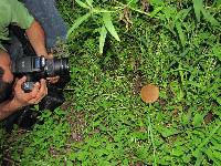 Psilocybe caerulescens image