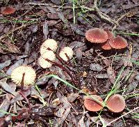 Marasmius plicatulus image