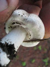 Agaricus xanthodermus image