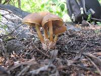 Psilocybe caerulescens image