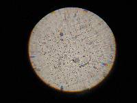 Marasmius oreades image