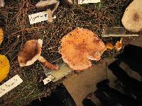 Amanita amerirubescens image