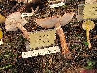 Amanita amerirubescens image