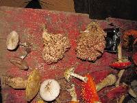 Ramaria botrytis image