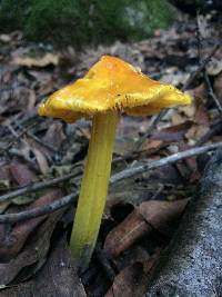 Hygrocybe singeri image