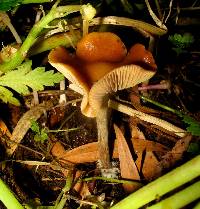 Psilocybe cyanescens image