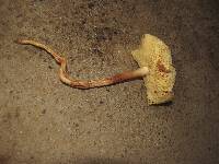 Rhodocollybia maculata image