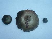 Psilocybe caerulescens image