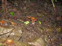Psilocybe caerulescens image