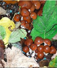 Psilocybe cyanescens image