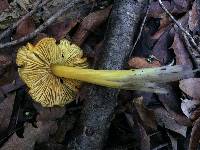 Hygrocybe singeri image