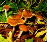 Psilocybe cyanescens image
