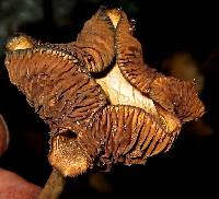 Psilocybe cyanescens image