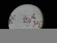 Psilocybe ovoideocystidiata image