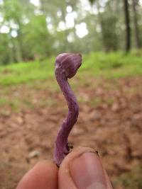 Inocybe geophylla image