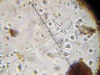 Mycena pura image
