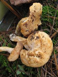Hydnum repandum image