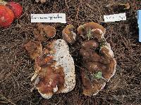 Ganoderma applanatum image