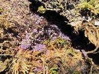 Hypochnella violacea image