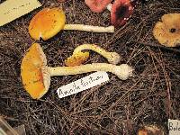 Amanita flavoconia image