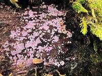 Hypochnella violacea image