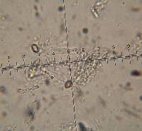 Psilocybe muliercula image