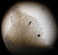 Leotia lubrica image