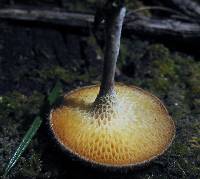 Polyporus arcularius image