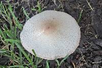 Leucoagaricus americanus image