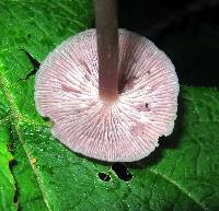 Mycena pura image
