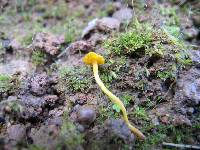 Cantharellus minor image