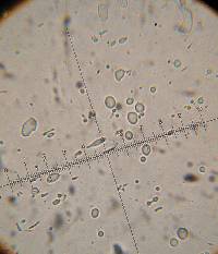 Psilocybe muliercula image