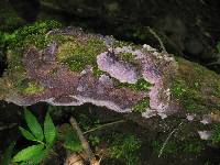 Hypochnella violacea image