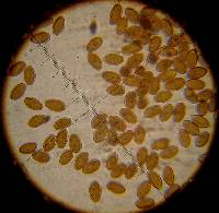 Psilocybe cyanescens image