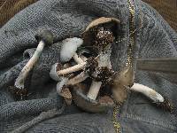 Psilocybe caerulescens image