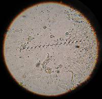 Pluteus chrysophlebius image