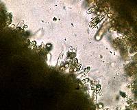 Craterellus tubaeformis image