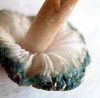 Media resource of Leucoagaricus caerulescens