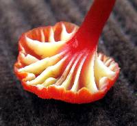 Hygrocybe cantharellus image