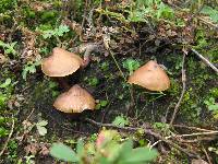 Psilocybe muliercula image