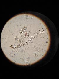 Psilocybe muliercula image