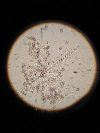 Psilocybe muliercula image