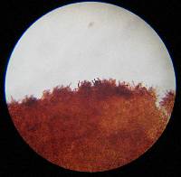Gymnopilus sapineus image