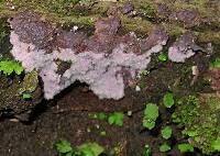 Hypochnella violacea image