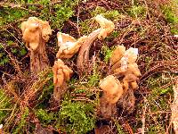Helvella crispa image