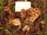 Helvella maculata image