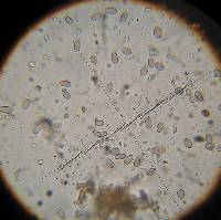 Psilocybe muliercula image