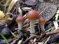Psilocybe cyanescens image