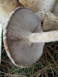 Clitopilus prunulus image