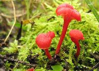 Hygrocybe cantharellus image